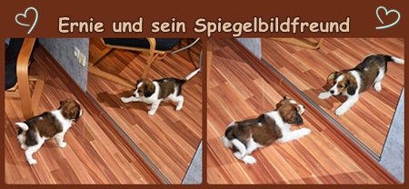 Kooikerhondje von der Spessartrose