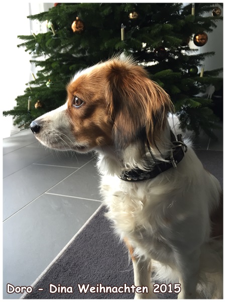 Kooikerhondje von der Spessartrose