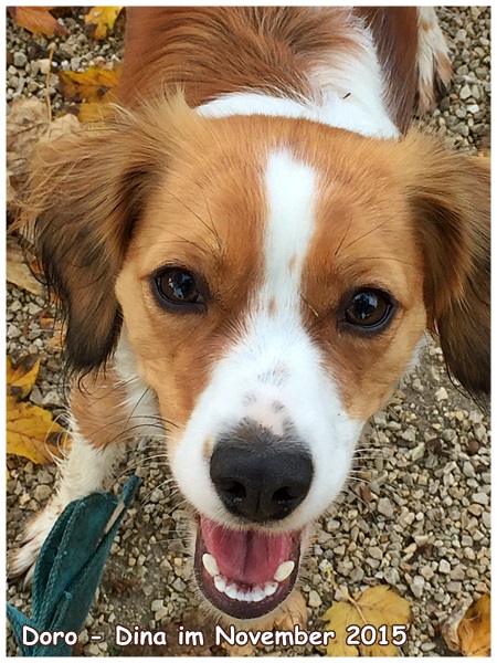 Kooikerhondje von der Spessartrose