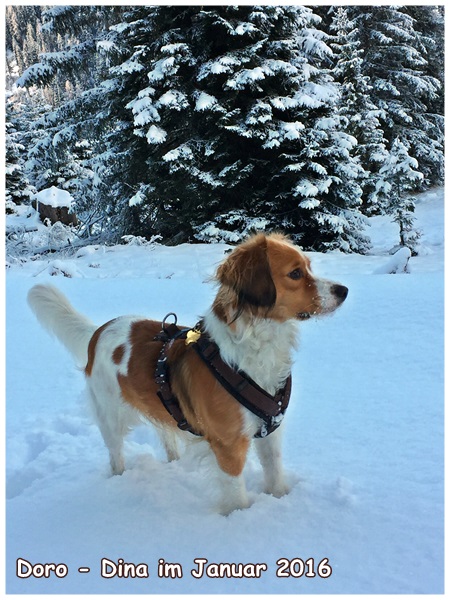 Kooikerhondje von der Spessartrose