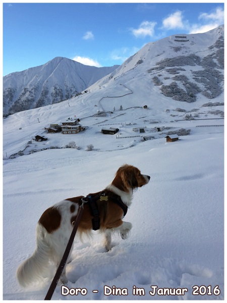 Kooikerhondje von der Spessartrose