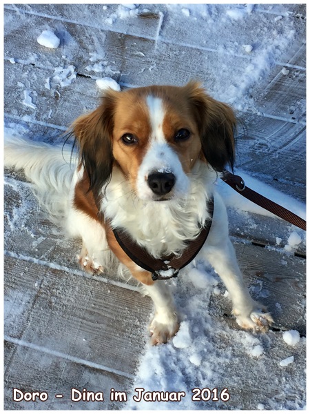 Kooikerhondje von der Spessartrose