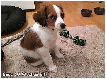 Kooikerhondje von der Spessartrose