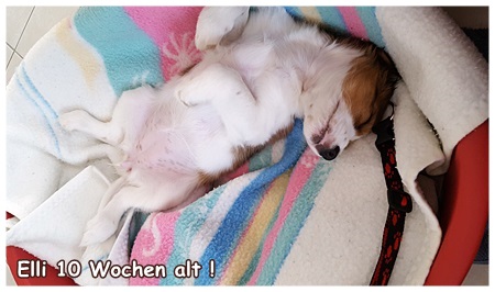 Kooikerhondje von der Spessartrose