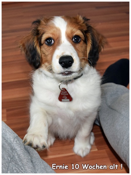 Kooikerhondje von der Spessartrose