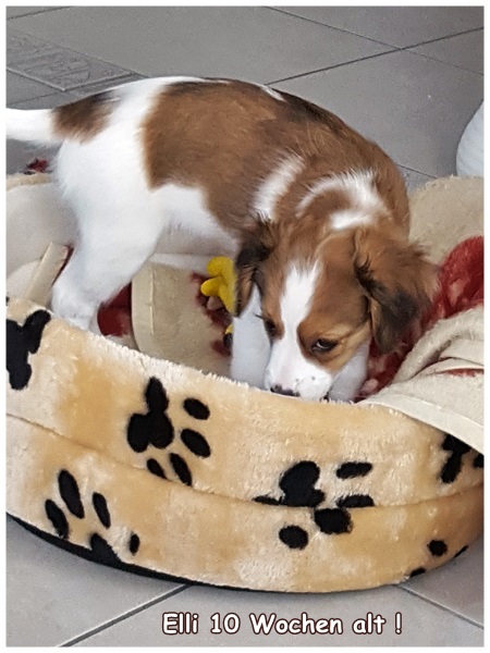 Kooikerhondje von der Spessartrose