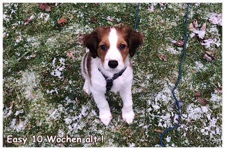 Kooikerhondje von der Spessartrose