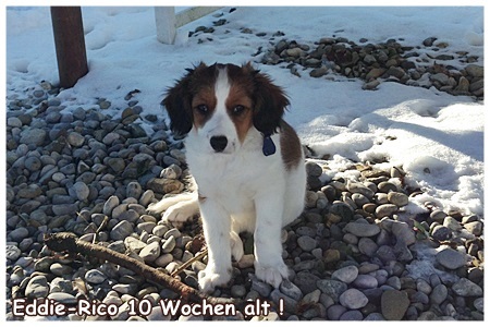 Kooikerhondje von der Spessartrose