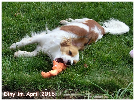 Kooikerhondje von der Spessartrose