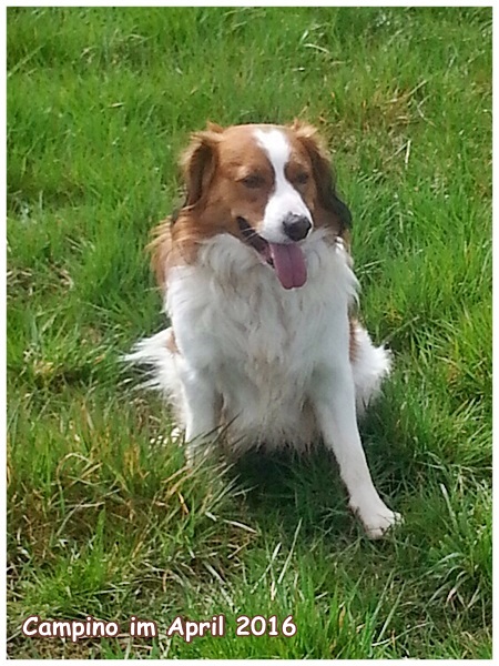 Kooikerhondje von der Spessartrose