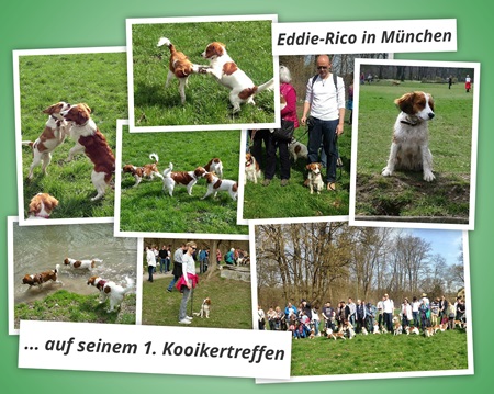 Kooikerhondje von der Spessartrose