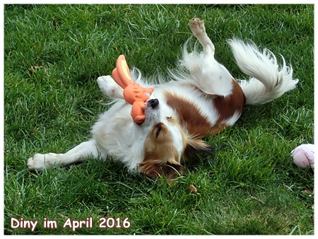 Kooikerhondje von der Spessartrose