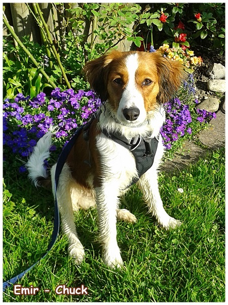 Kooikerhondje von der Spessartrose