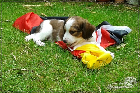 Kooikerhondje von der Spessartrose