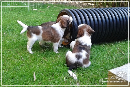 Kooikerhondje von der Spessartrose