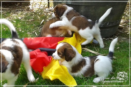 Kooikerhondje von der Spessartrose