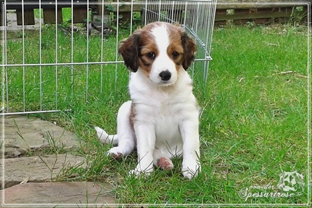 Kooikerhondje von der Spessartrose