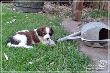 Kooikerhondje von der Spessartrose