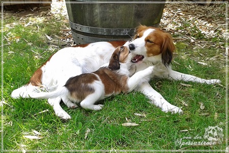 Kooikerhondje von der Spessartrose