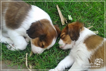 Kooikerhondje von der Spessartrose