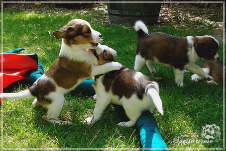 Kooikerhondje von der Spessartrose