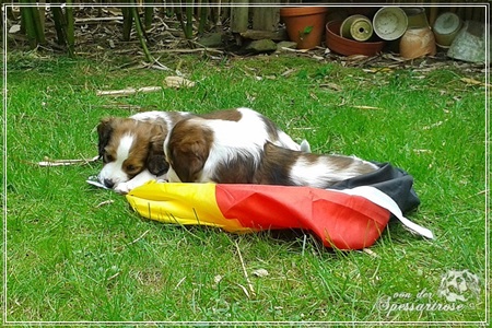 Kooikerhondje von der Spessartrose