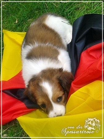 Kooikerhondje von der Spessartrose