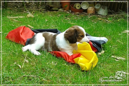 Kooikerhondje von der Spessartrose