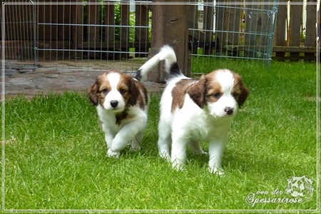 Kooikerhondje von der Spessartrose