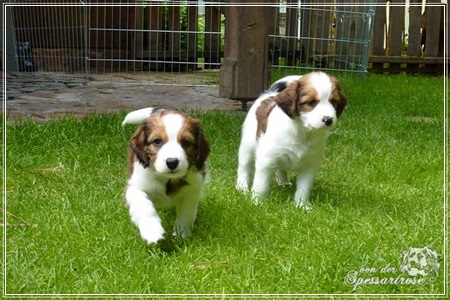 Kooikerhondje von der Spessartrose