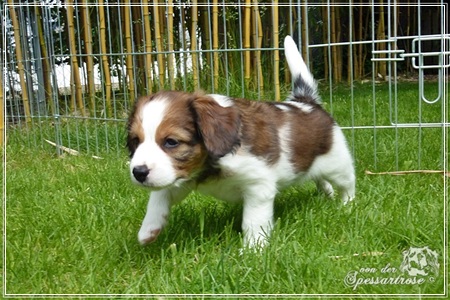 Kooikerhondje von der Spessartrose