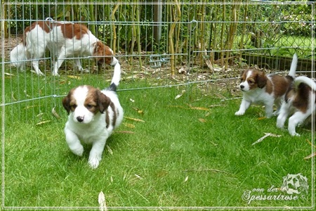 Kooikerhondje von der Spessartrose