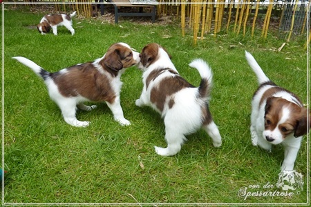 Kooikerhondje von der Spessartrose