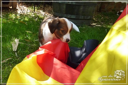 Kooikerhondje von der Spessartrose