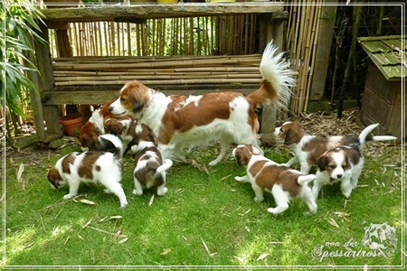 Kooikerhondje von der Spessartrose