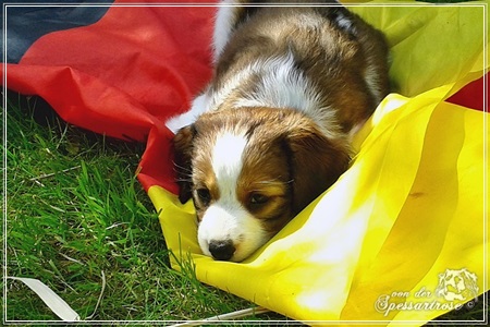 Kooikerhondje von der Spessartrose