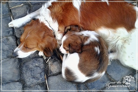 Kooikerhondje von der Spessartrose