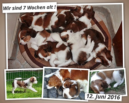 Kooikerhondje von der Spessartrose