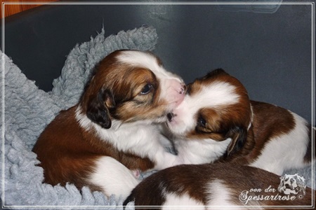 Kooikerhondje von der Spessartrose