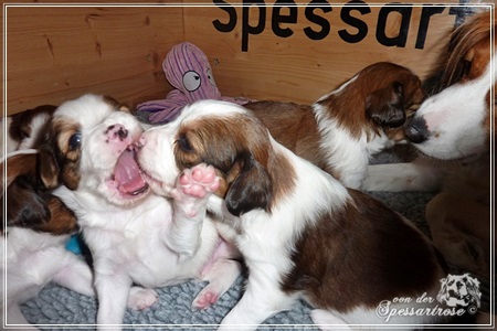 Kooikerhondje von der Spessartrose