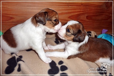 Kooikerhondje von der Spessartrose