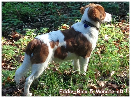 Kooikerhondje von der Spessartrose