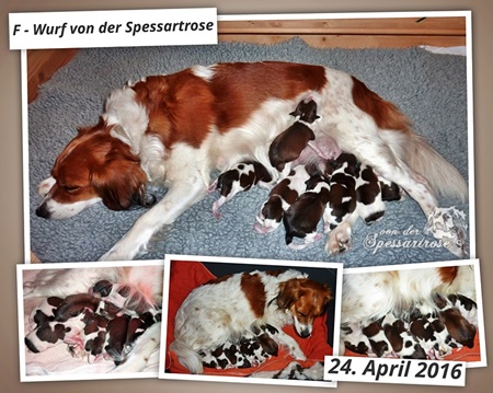 Kooikerhondje von der Spessartrose