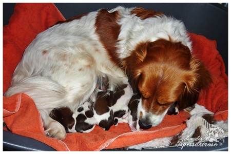 Kooikerhondje von der Spessartrose