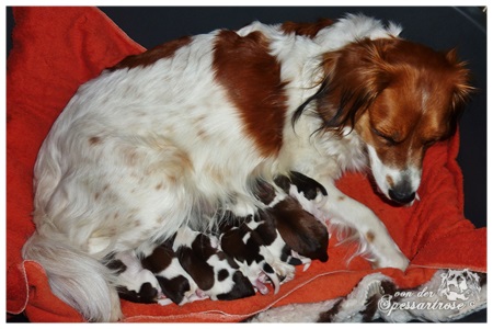 Kooikerhondje von der Spessartrose