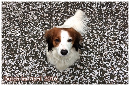 Kooikerhondje von der Spessartrose