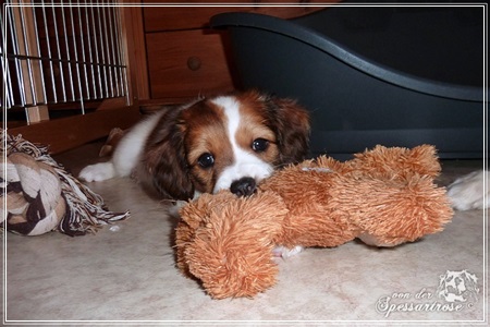 Kooikerhondje von der Spessartrose