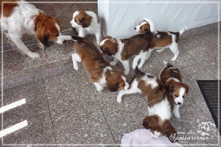 Kooikerhondje von der Spessartrose