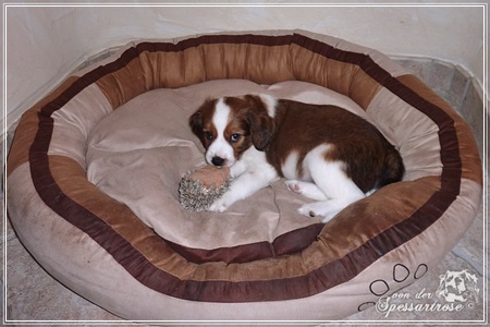 Kooikerhondje von der Spessartrose