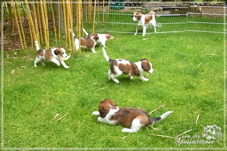 Kooikerhondje von der Spessartrose